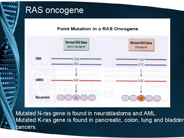 RAS oncogene Mutated N-ras gene is found in neuroblastoma and AML. Mutated K-ras gene