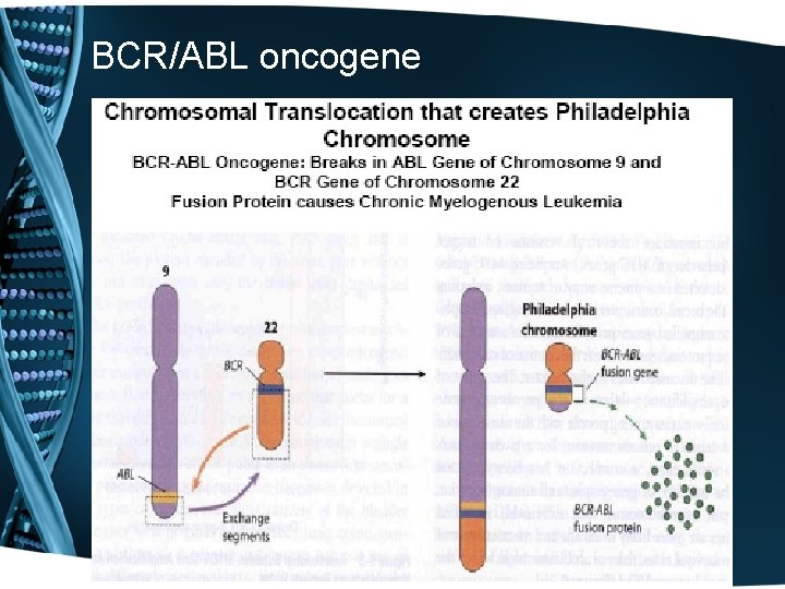 BCR/ABL oncogene 