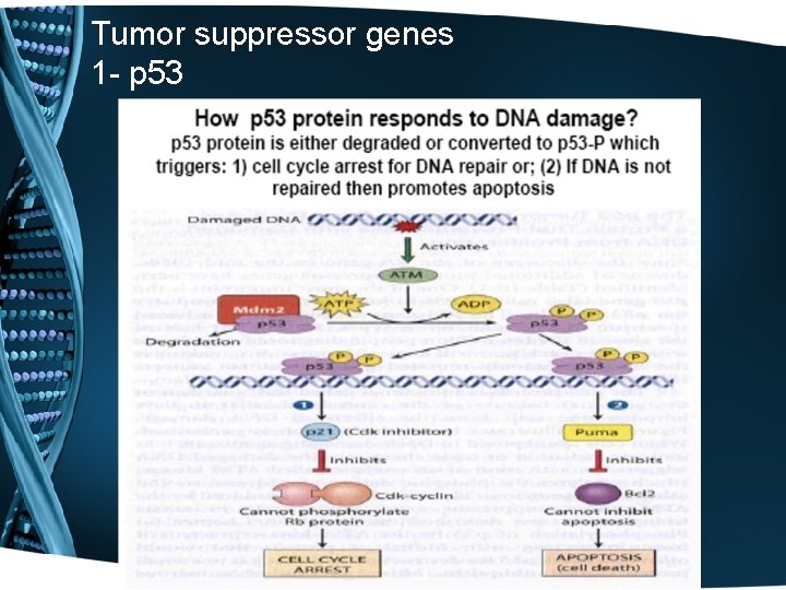 Tumor suppressor genes 1 - p 53 