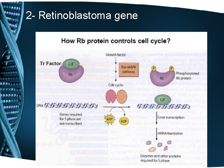 2 - Retinoblastoma gene 