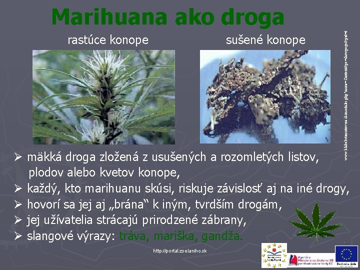 rastúce konope sušené konope www. klubabstinentov-nz. sk/modules. php? name=Content&pa=showpage&pid=6 Marihuana ako droga Ø mäkká