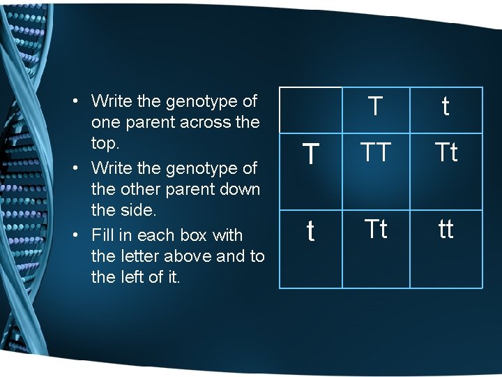  • Write the genotype of one parent across the top. • Write the