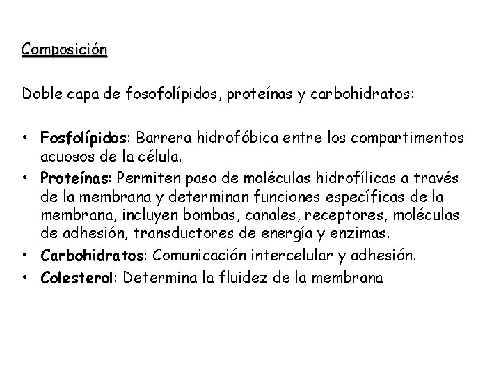 Composición Doble capa de fosofolípidos, proteínas y carbohidratos: • Fosfolípidos: Barrera hidrofóbica entre los