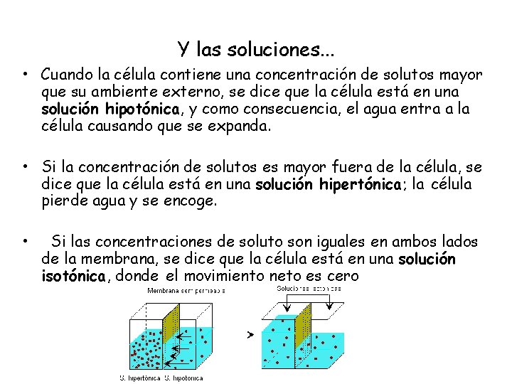 Y las soluciones. . . • Cuando la célula contiene una concentración de solutos