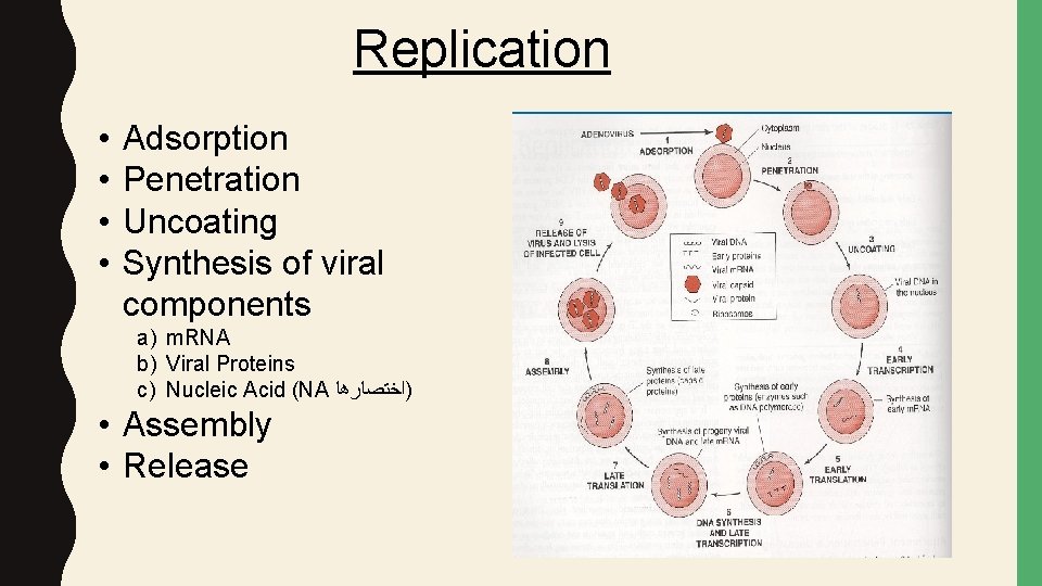 Replication • • Adsorption Penetration Uncoating Synthesis of viral components a) m. RNA b)