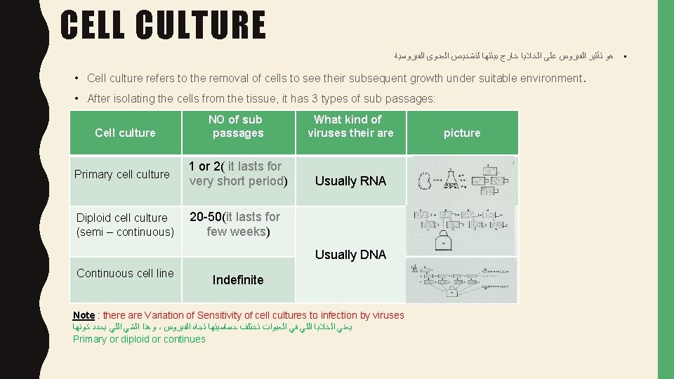 CELL CULTURE ﺍﻟﻔﻴﺮﻭﺳﻴﺔ ﺍﻟﻌﺪﻭﻯ ﻟﺘﺸﺨﻴﺺ ﺑﻴﺌﺘﻬﺎ ﺧﺎﺭﺝ ﺍﻟﺨﻼﻳﺎ ﻋﻠﻰ ﺍﻟﻔﻴﺮﻭﺱ ﺗﺄﺜﻴﺮ • ﻫﻮ •