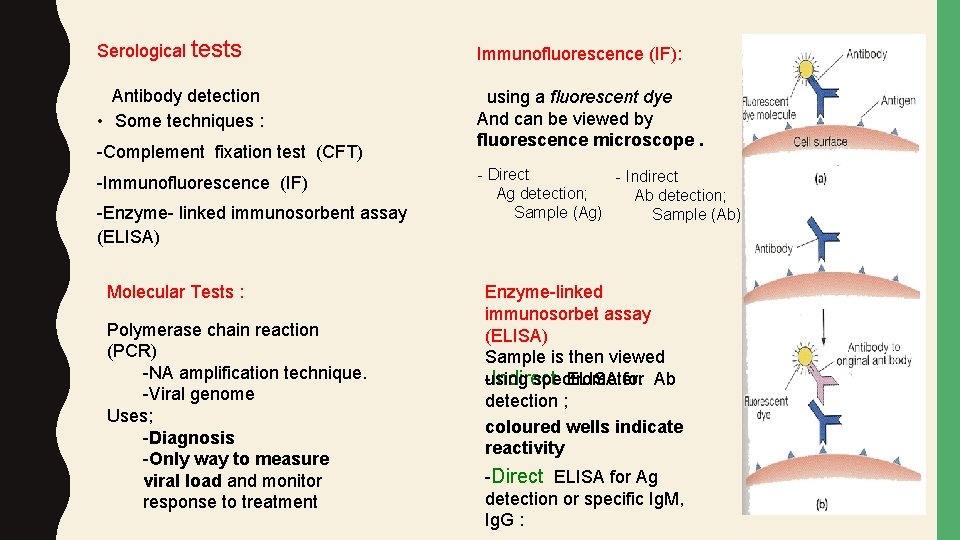Serological tests Immunofluorescence (IF): Antibody detection • Some techniques : using a fluorescent dye