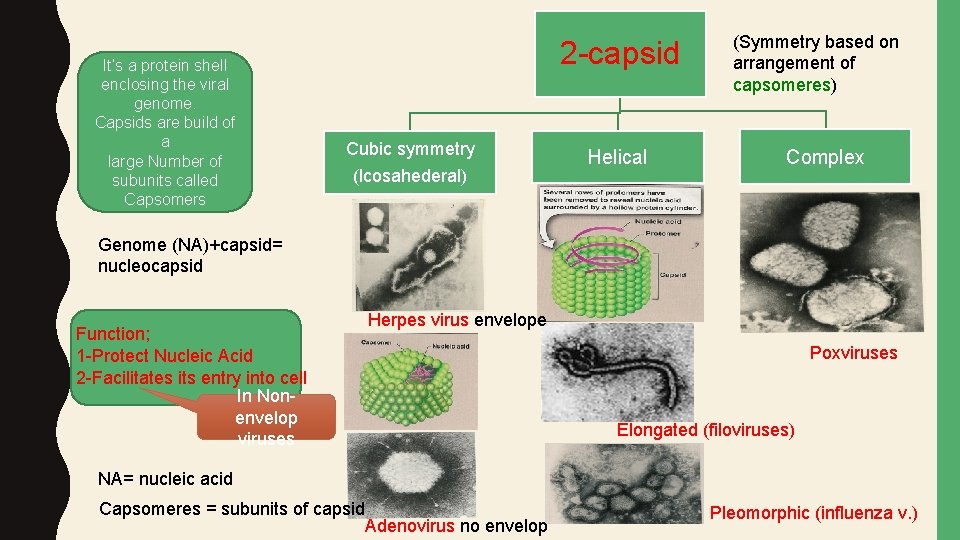 It’s a protein shell enclosing the viral genome. Capsids are build of a large
