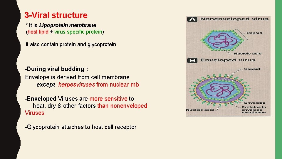3 -Viral structure * It is Lipoprotein membrane (host lipid + virus specific protein)