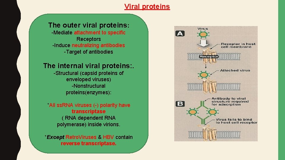 Viral proteins The outer viral proteins: -Mediate attachment to specific Receptors -Induce neutralizing antibodies