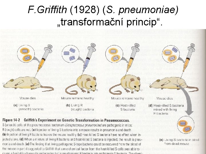 F. Griffith (1928) (S. pneumoniae) „transformační princip“. 