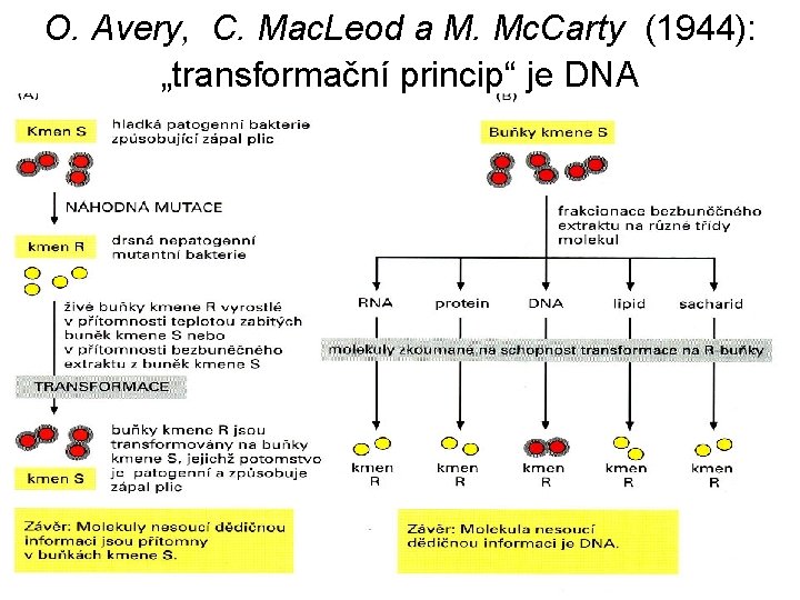 O. Avery, C. Mac. Leod a M. Mc. Carty (1944): „transformační princip“ je DNA