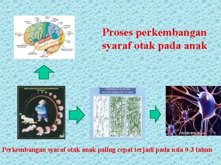 Proses perkembangan syaraf otak pada anak Perkembangan syaraf otak anak paling cepat terjadi pada