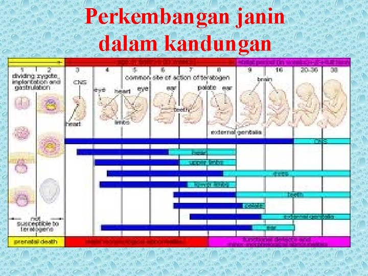 Perkembangan janin dalam kandungan 