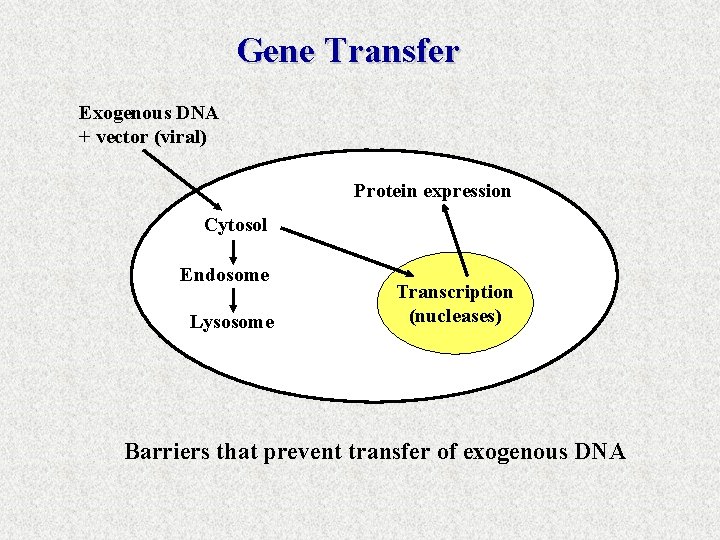 Gene Transfer Exogenous DNA + vector (viral) Protein expression Cytosol Endosome Lysosome Transcription (nucleases)