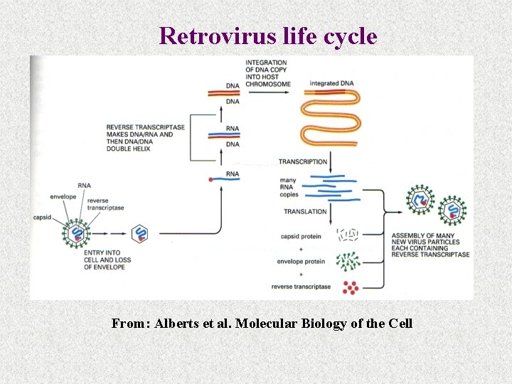 Retrovirus life cycle From: Alberts et al. Molecular Biology of the Cell 