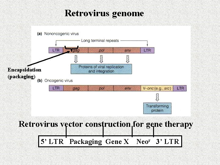 Retrovirus genome Encapsidation (packaging) Retrovirus vector construction for gene therapy 5’ LTR Packaging Gene