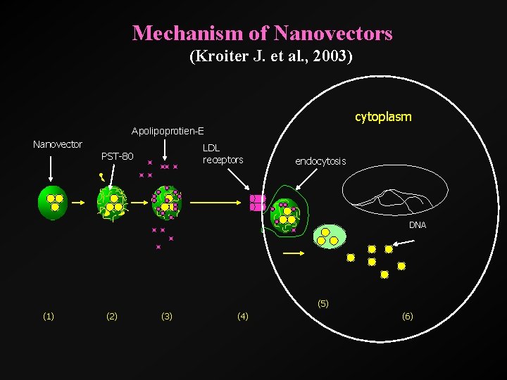 Mechanism of Nanovectors (Kroiter J. et al. , 2003) cytoplasm Apolipoprotien-E Nanovector LDL receptors