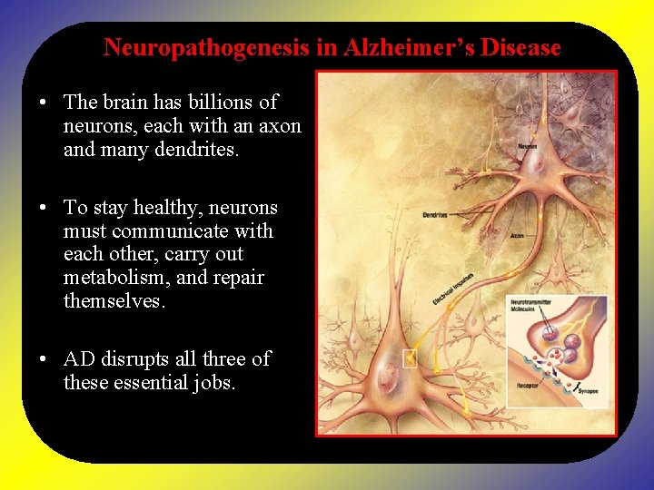 Neuropathogenesis in Alzheimer’s Disease • The brain has billions of neurons, each with an