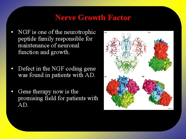 Nerve Growth Factor • NGF is one of the neurotrophic peptide family responsible for