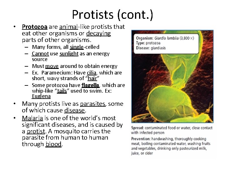 Protists (cont. ) • Protozoa are animal-like protists that eat other organisms or decaying