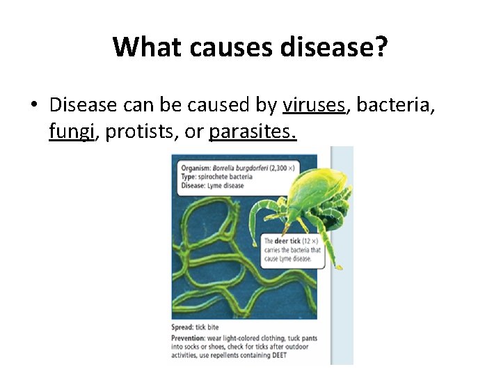 What causes disease? • Disease can be caused by viruses, bacteria, fungi, protists, or