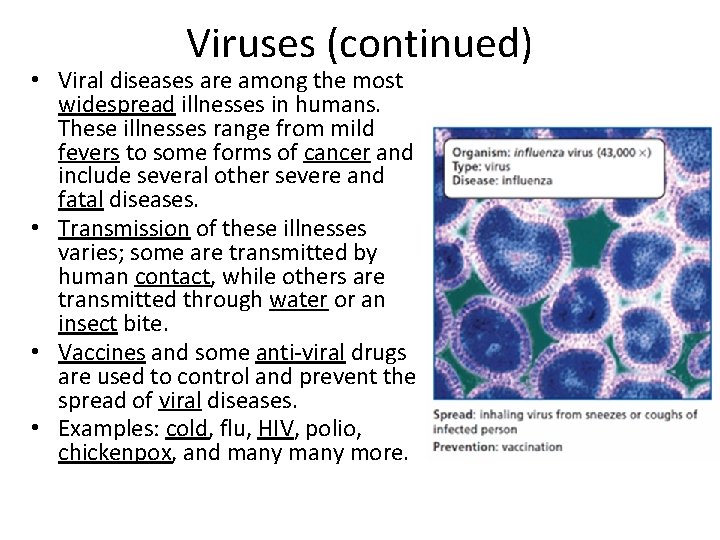Viruses (continued) • Viral diseases are among the most widespread illnesses in humans. These