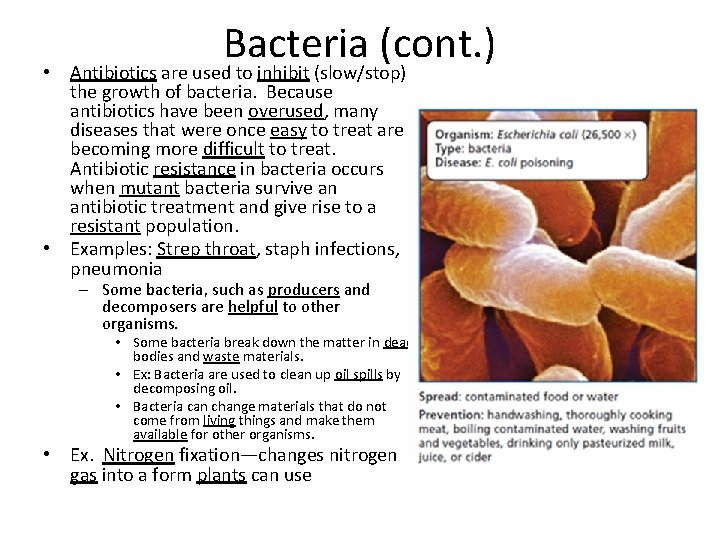  • • Bacteria (cont. ) Antibiotics are used to inhibit (slow/stop) the growth