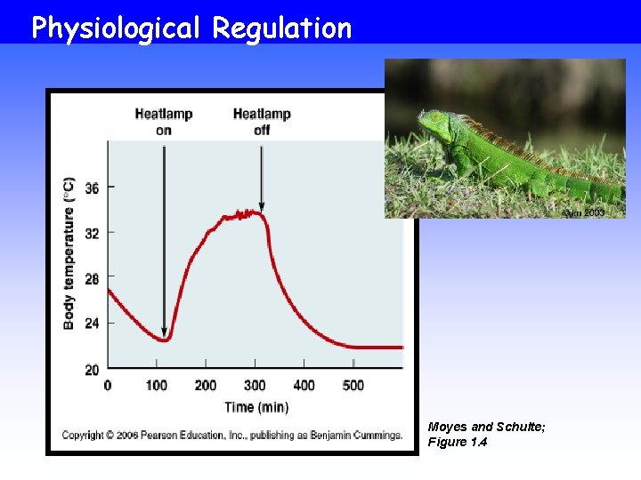 Physiological Regulation Moyes and Schulte; Figure 1. 4 