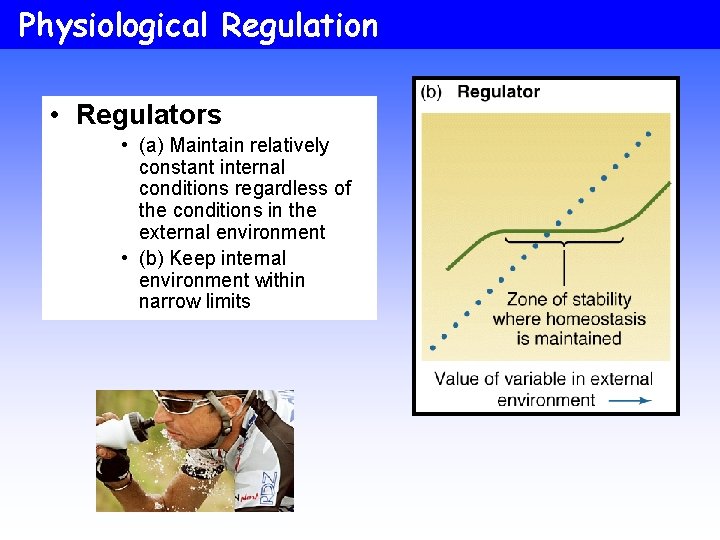 Physiological Regulation • Regulators • (a) Maintain relatively constant internal conditions regardless of the