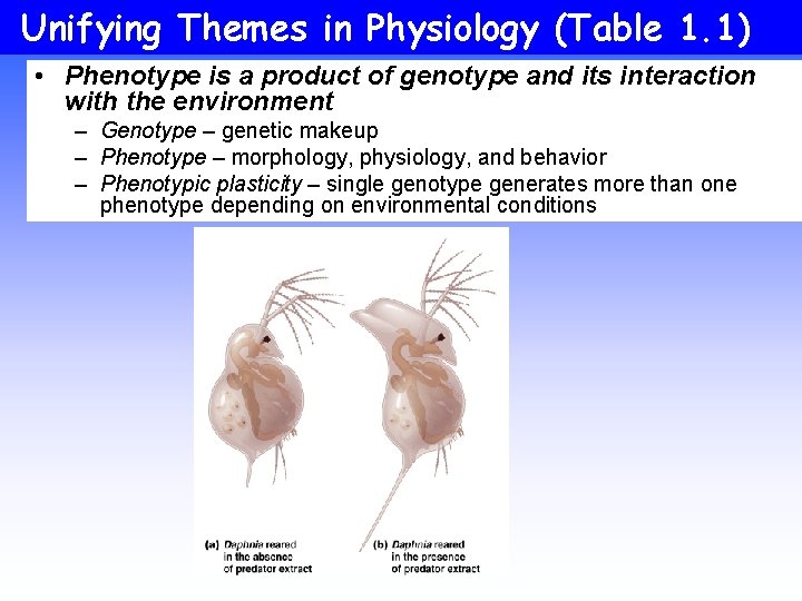 Unifying Themes in Physiology (Table 1. 1) • Phenotype is a product of genotype