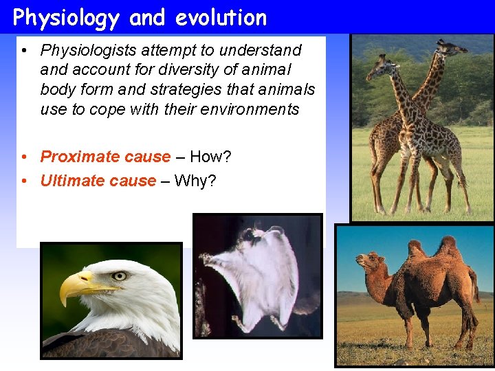 Physiology and evolution • Physiologists attempt to understand account for diversity of animal body