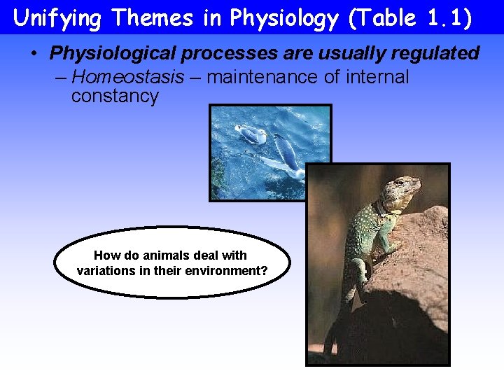 Unifying Themes in Physiology (Table 1. 1) • Physiological processes are usually regulated –