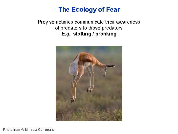 The Ecology of Fear Prey sometimes communicate their awareness of predators to those predators