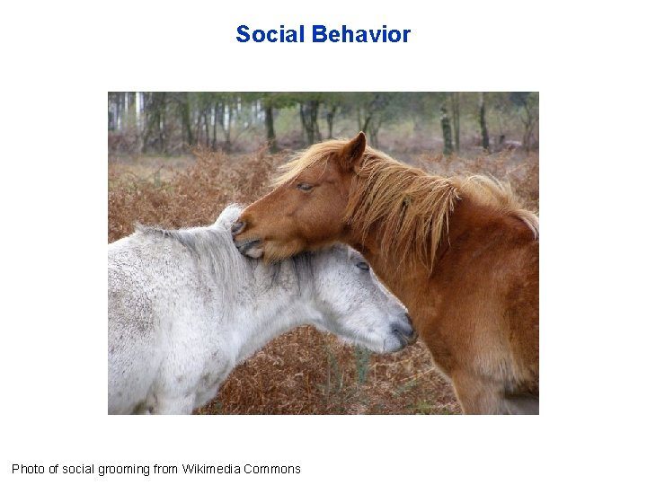 Social Behavior Photo of social grooming from Wikimedia Commons 