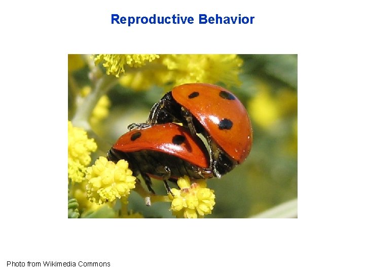 Reproductive Behavior Photo from Wikimedia Commons 