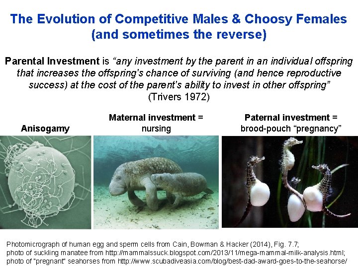 The Evolution of Competitive Males & Choosy Females (and sometimes the reverse) Parental Investment