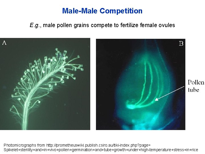 Male-Male Competition E. g. , male pollen grains compete to fertilize female ovules Photomicrographs