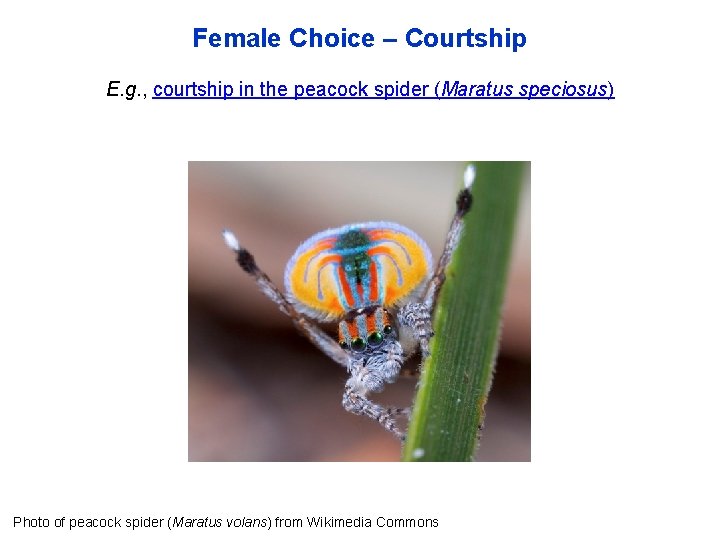 Female Choice – Courtship E. g. , courtship in the peacock spider (Maratus speciosus)