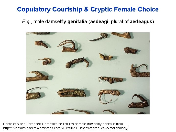 Copulatory Courtship & Cryptic Female Choice E. g. , male damselfly genitalia (aedeagi, plural