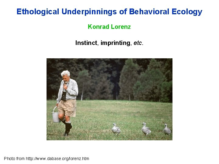 Ethological Underpinnings of Behavioral Ecology Konrad Lorenz Instinct, imprinting, etc. Photo from http: //www.