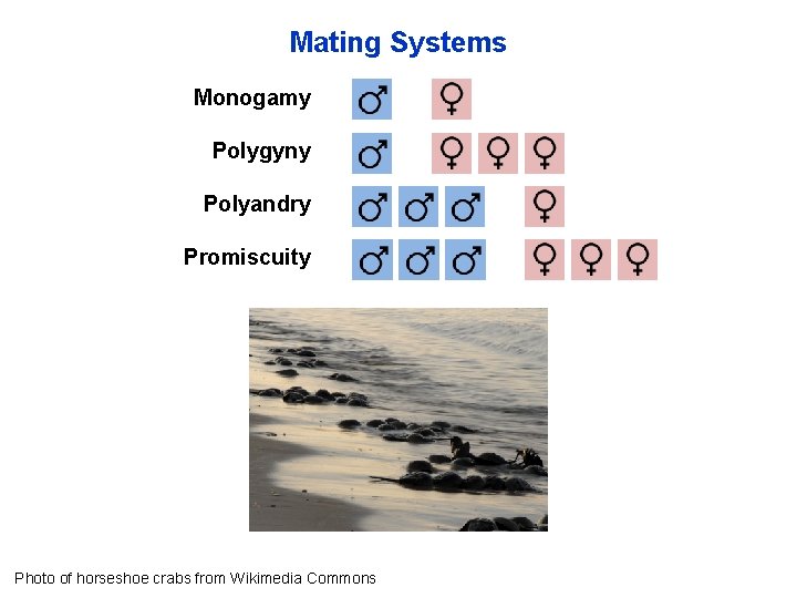 Mating Systems Monogamy Polygyny Polyandry Promiscuity Photo of horseshoe crabs from Wikimedia Commons 