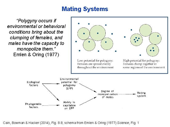 Mating Systems “Polygyny occurs if environmental or behavioral conditions bring about the clumping of