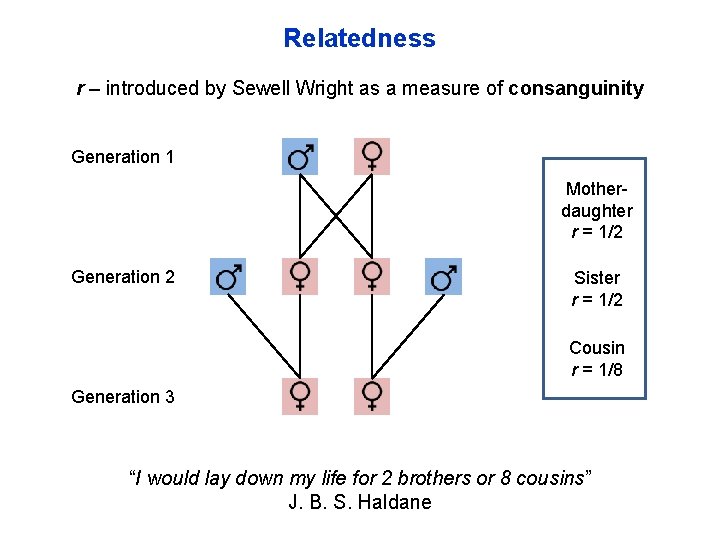 Relatedness r – introduced by Sewell Wright as a measure of consanguinity Generation 1