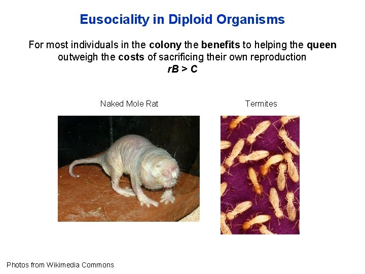 Eusociality in Diploid Organisms For most individuals in the colony the benefits to helping