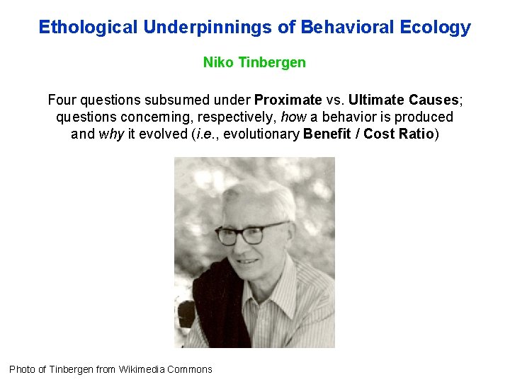 Ethological Underpinnings of Behavioral Ecology Niko Tinbergen Four questions subsumed under Proximate vs. Ultimate