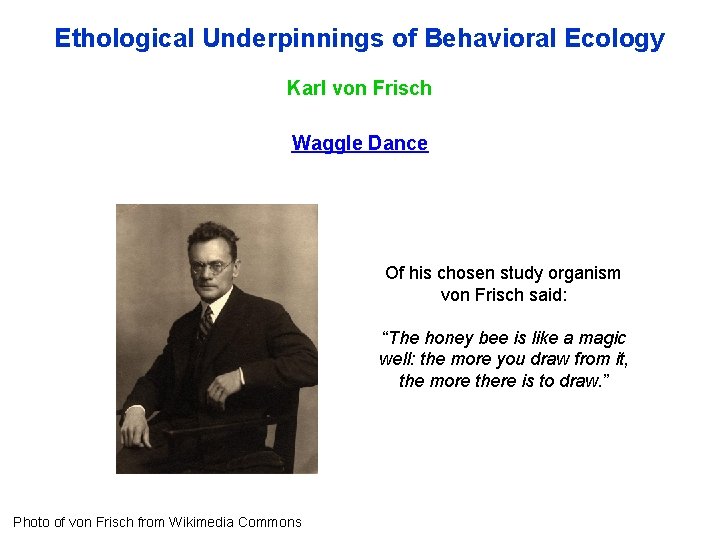 Ethological Underpinnings of Behavioral Ecology Karl von Frisch Waggle Dance Of his chosen study