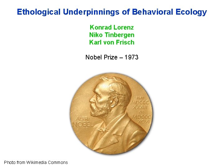 Ethological Underpinnings of Behavioral Ecology Konrad Lorenz Niko Tinbergen Karl von Frisch Nobel Prize