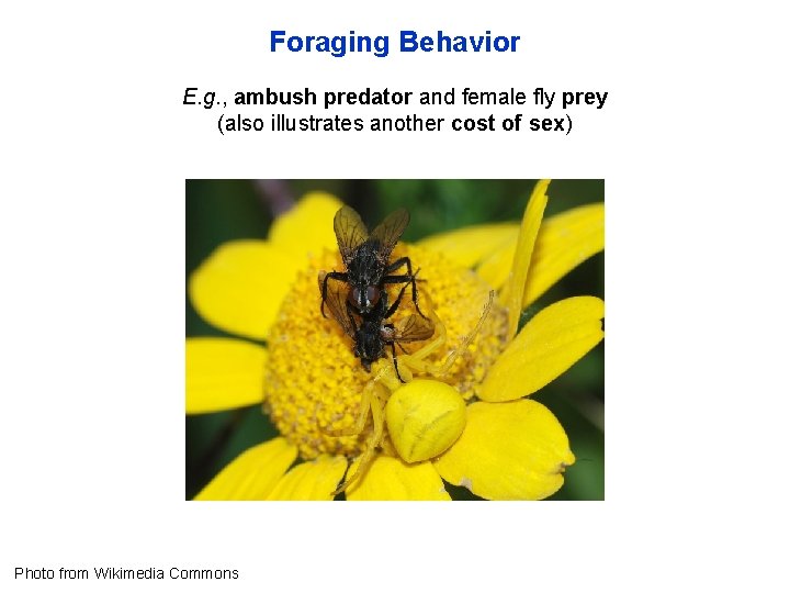 Foraging Behavior E. g. , ambush predator and female fly prey (also illustrates another