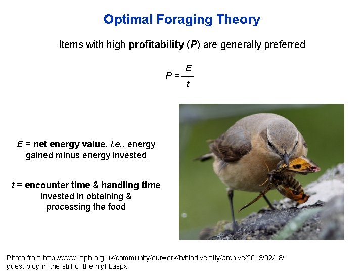 Optimal Foraging Theory Items with high profitability (P) are generally preferred P= E t